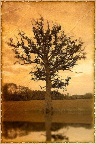 [834455556_7d0e41ba6f[1].jpg]